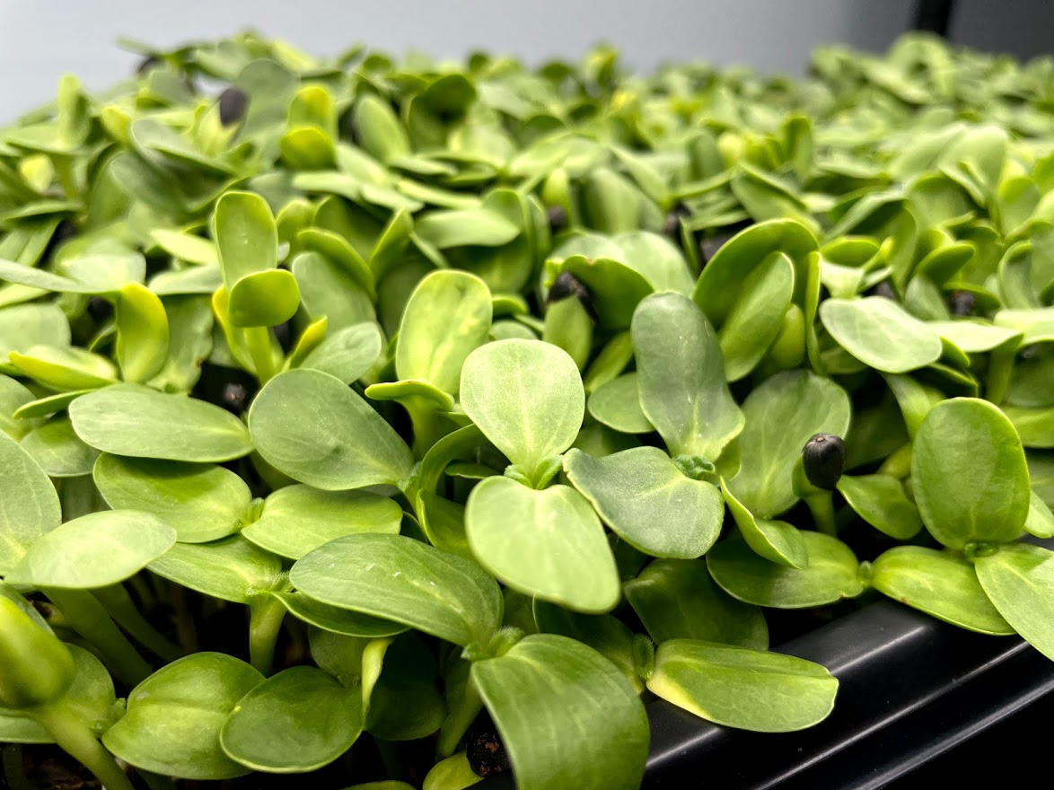 Sunflower Microgreens - Pint | Market Wagon | Online Farmers Markets ...